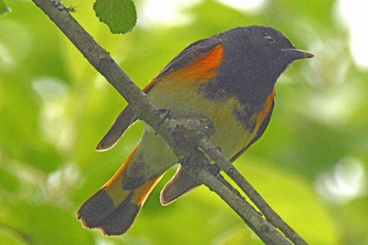 American Redstart - ML635356254