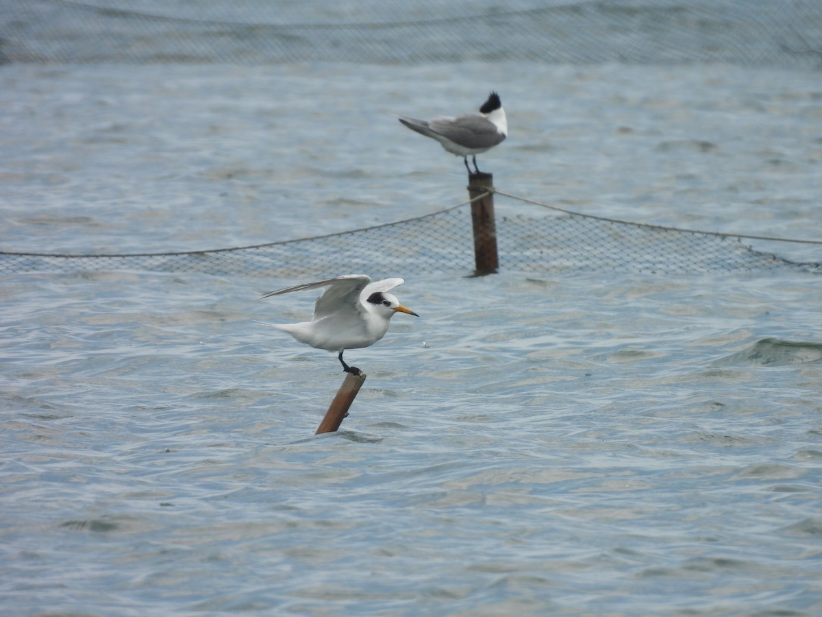 Chinese Crested Tern - ML635356255