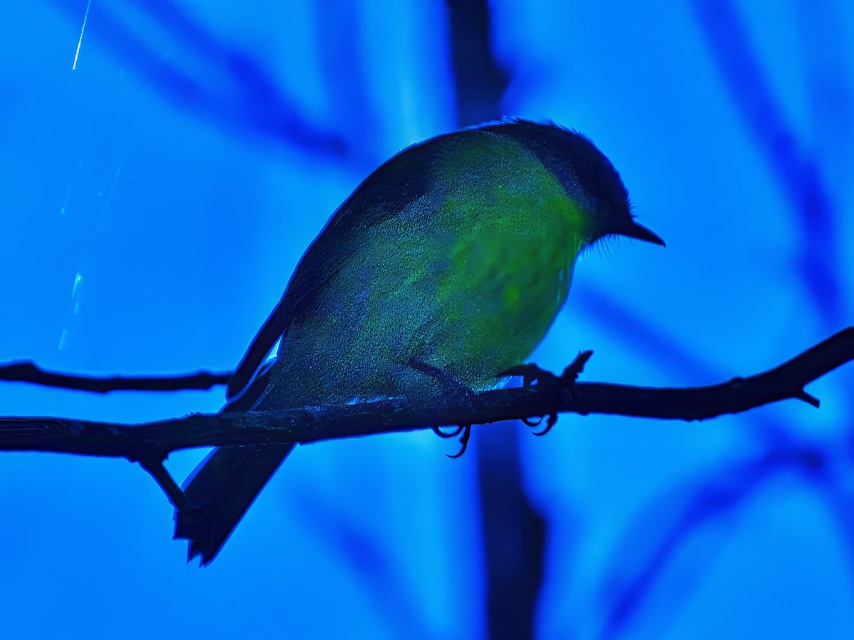 Eastern Yellow Robin - ML635356256