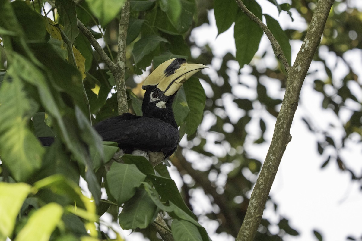 Oriental Pied-Hornbill - ML635356261