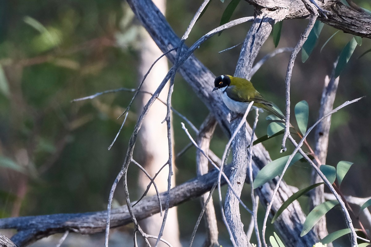 White-naped Honeyeater - ML635356262
