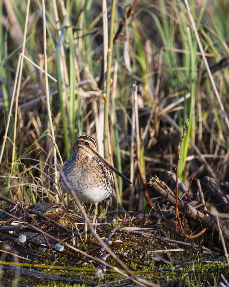 Common Snipe - ML635356265