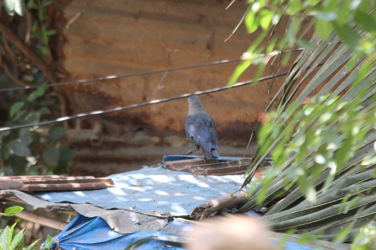 House Crow - ML635356269