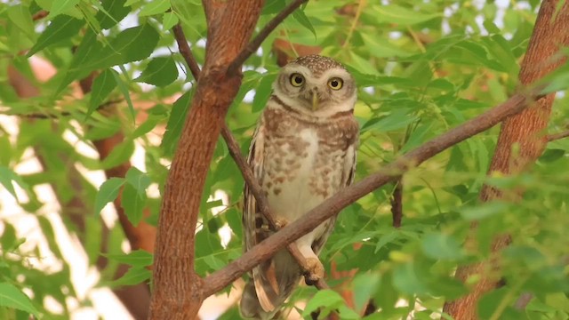Spotted Owlet - ML635356270