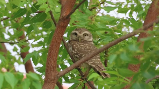 Spotted Owlet - ML635356271