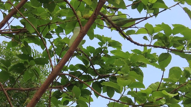 Rose-ringed Parakeet - ML635356282