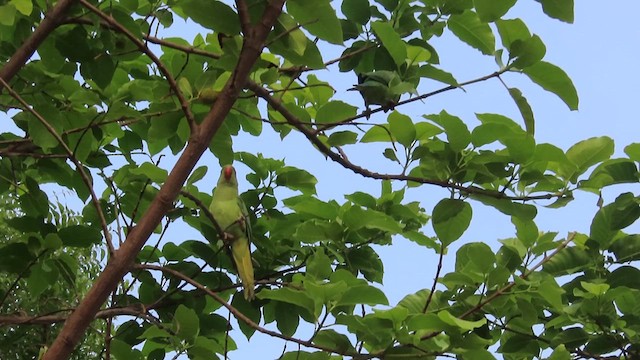 Rose-ringed Parakeet - ML635356285