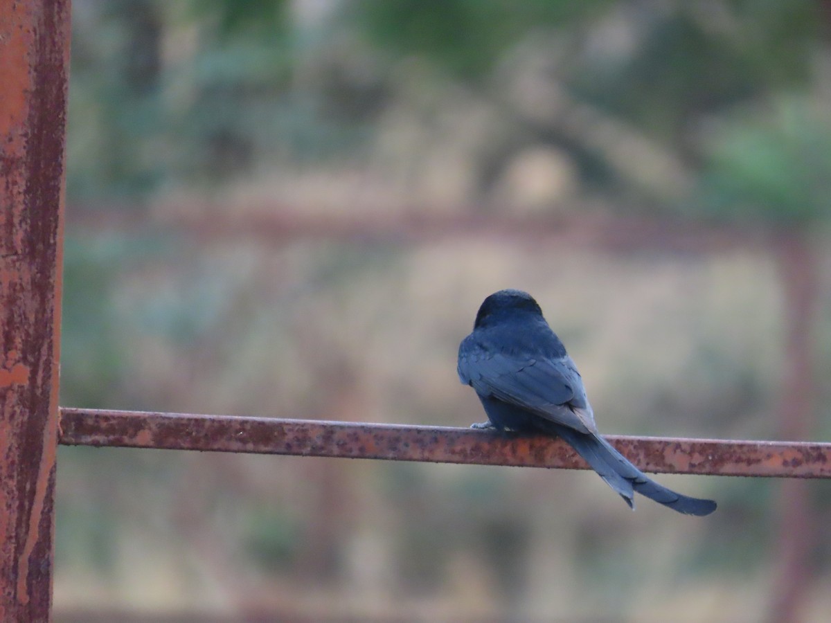 Black Drongo - ML635356290