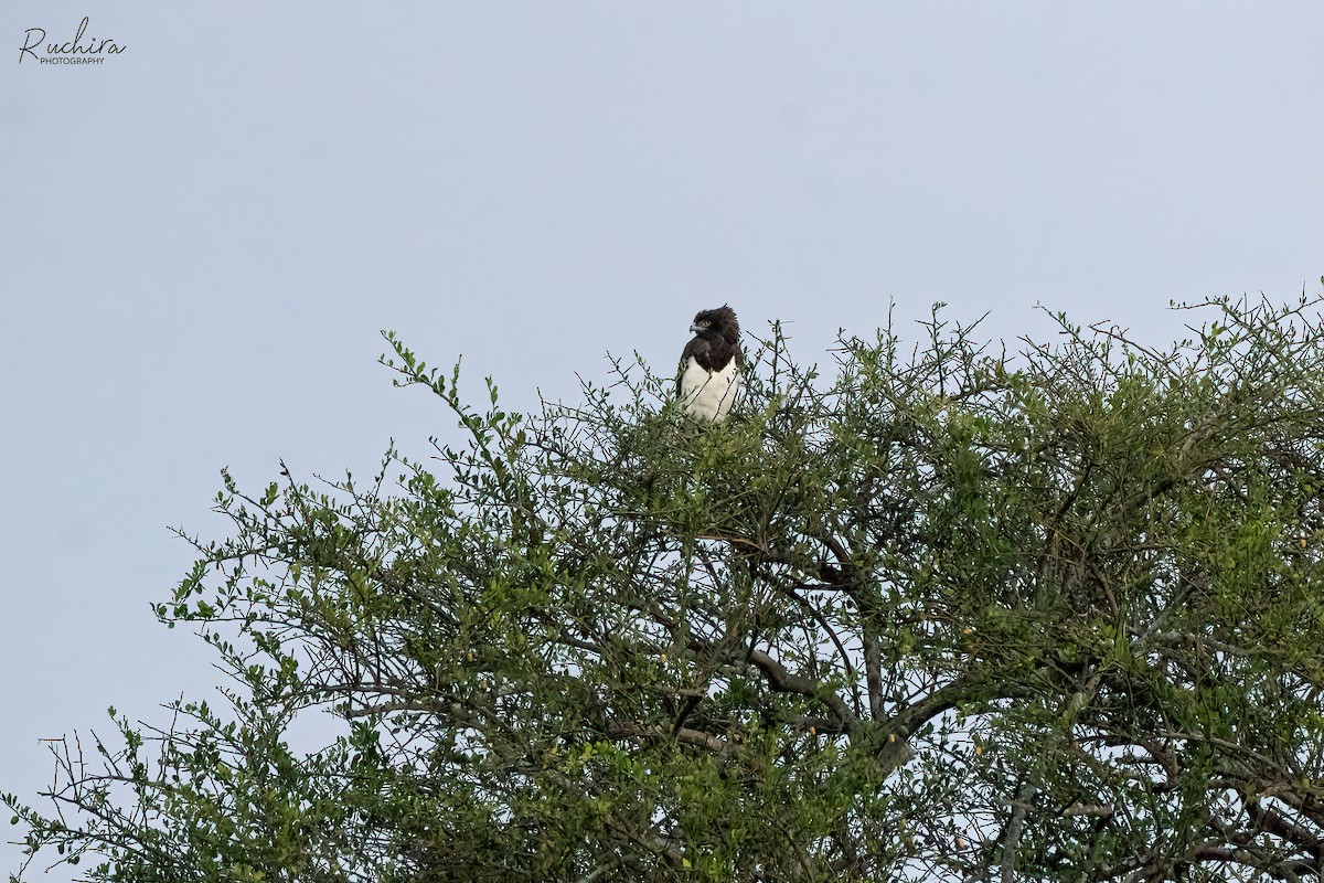 Black-chested Snake-Eagle - ML635356298
