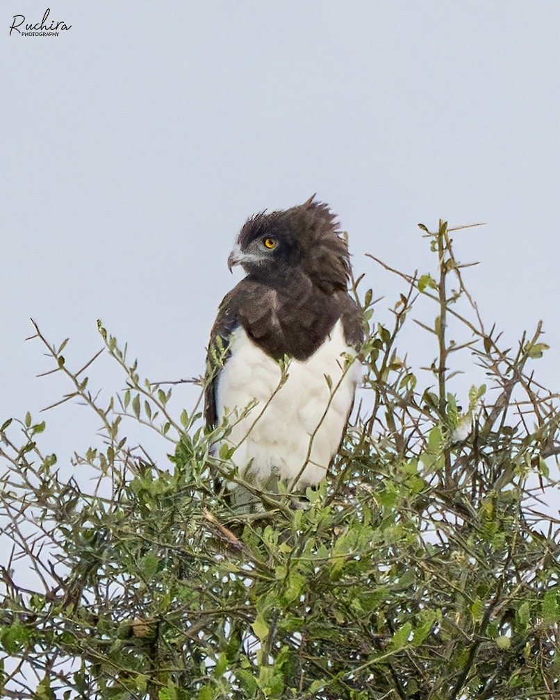 Black-chested Snake-Eagle - ML635356299