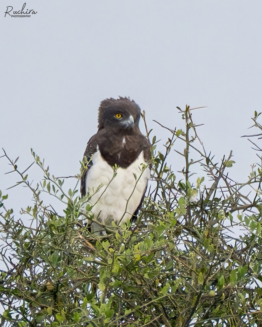 Black-chested Snake-Eagle - ML635356305