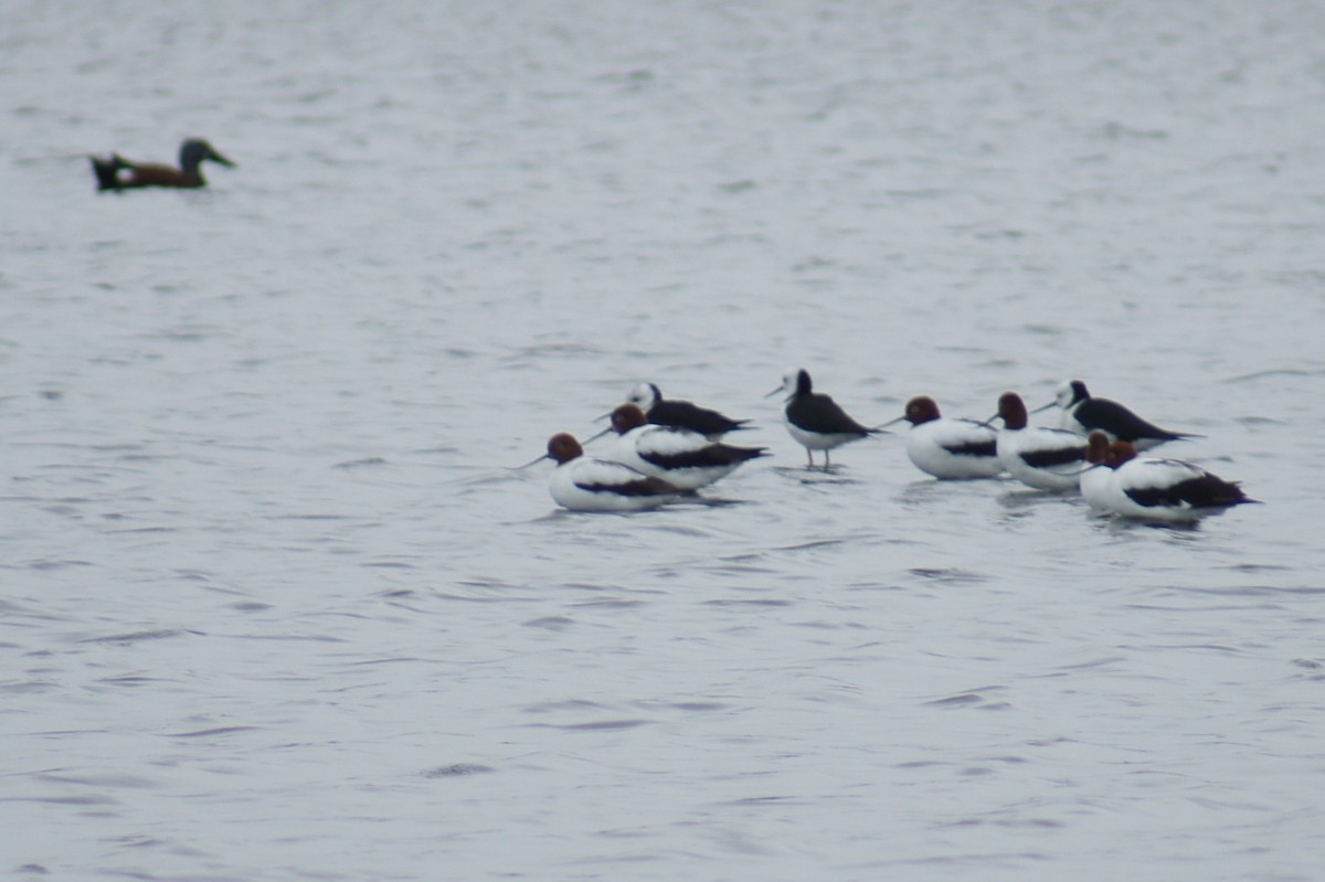 Red-necked Avocet - ML635356324