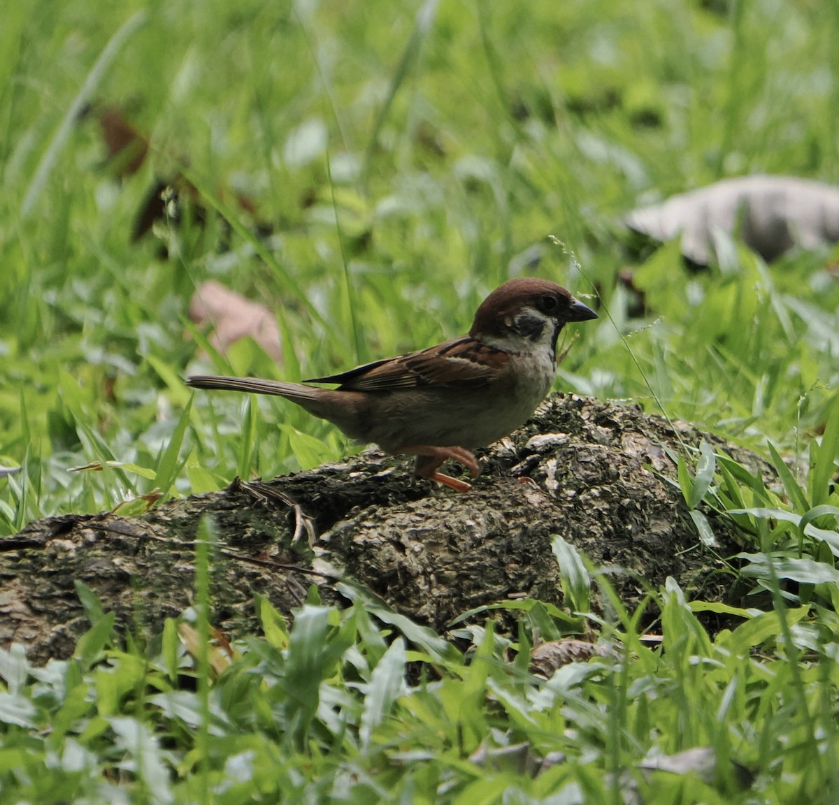 Eurasian Tree Sparrow - ML635356329