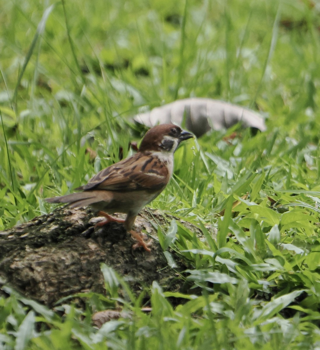 Eurasian Tree Sparrow - ML635356330