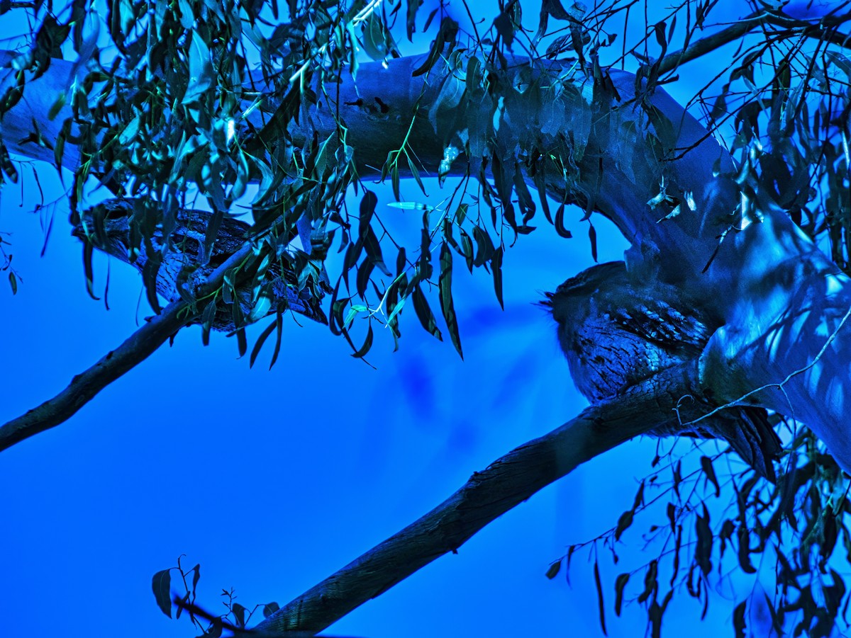 Tawny Frogmouth - ML635356343