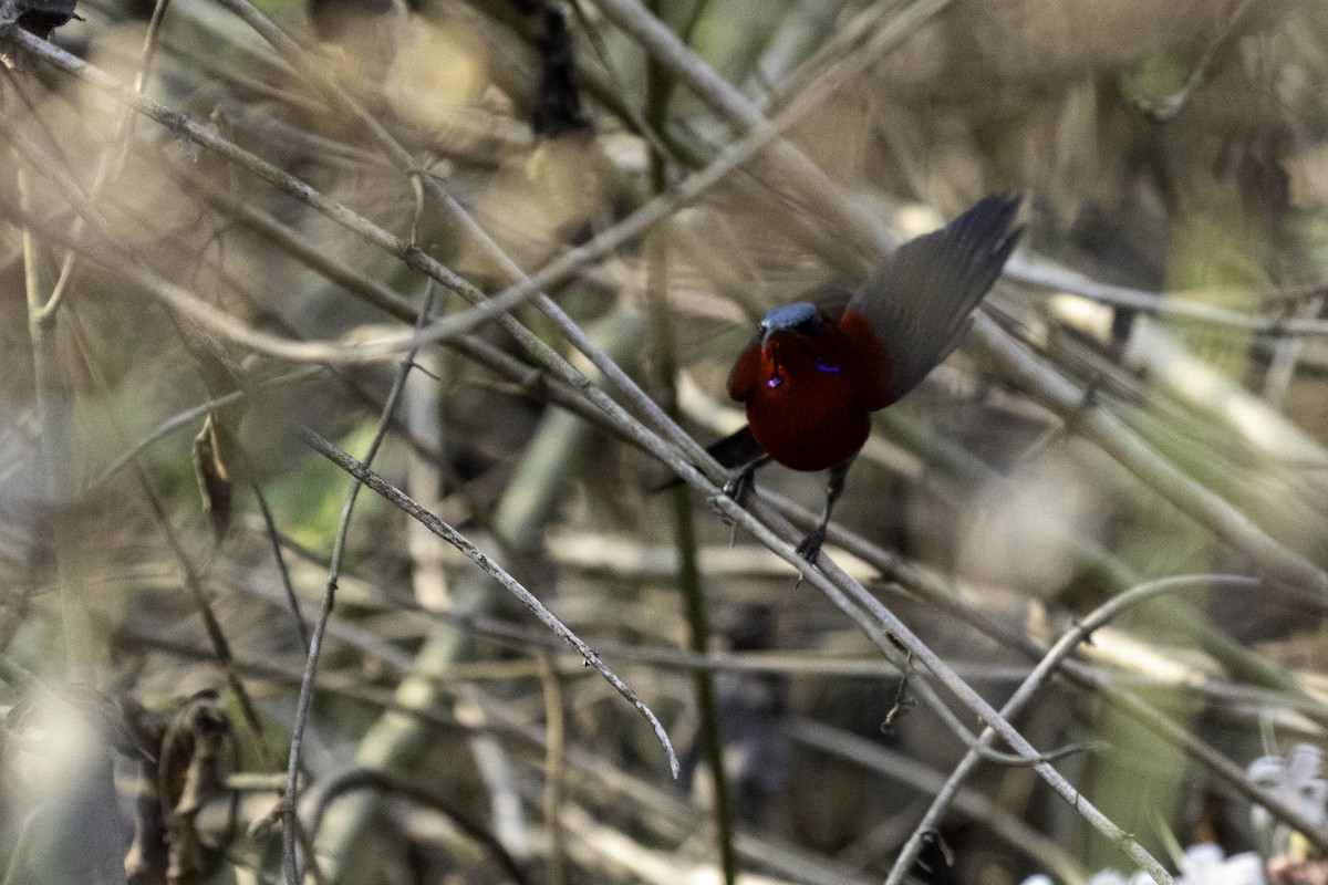 Crimson Sunbird - ML635356356