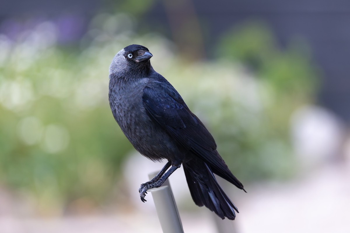 Eurasian Jackdaw - ML635356458