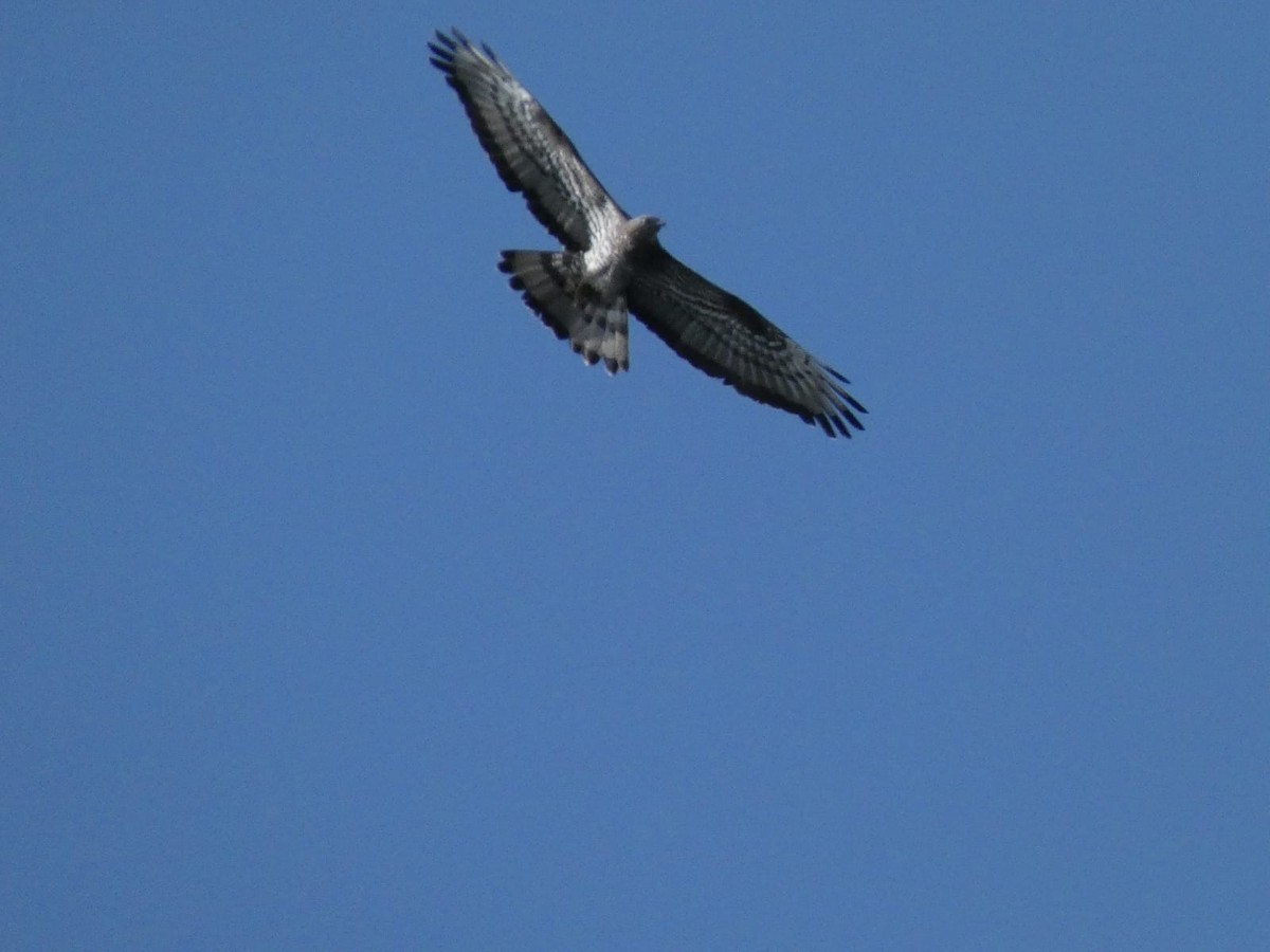 včelojed lesní - ML635356473