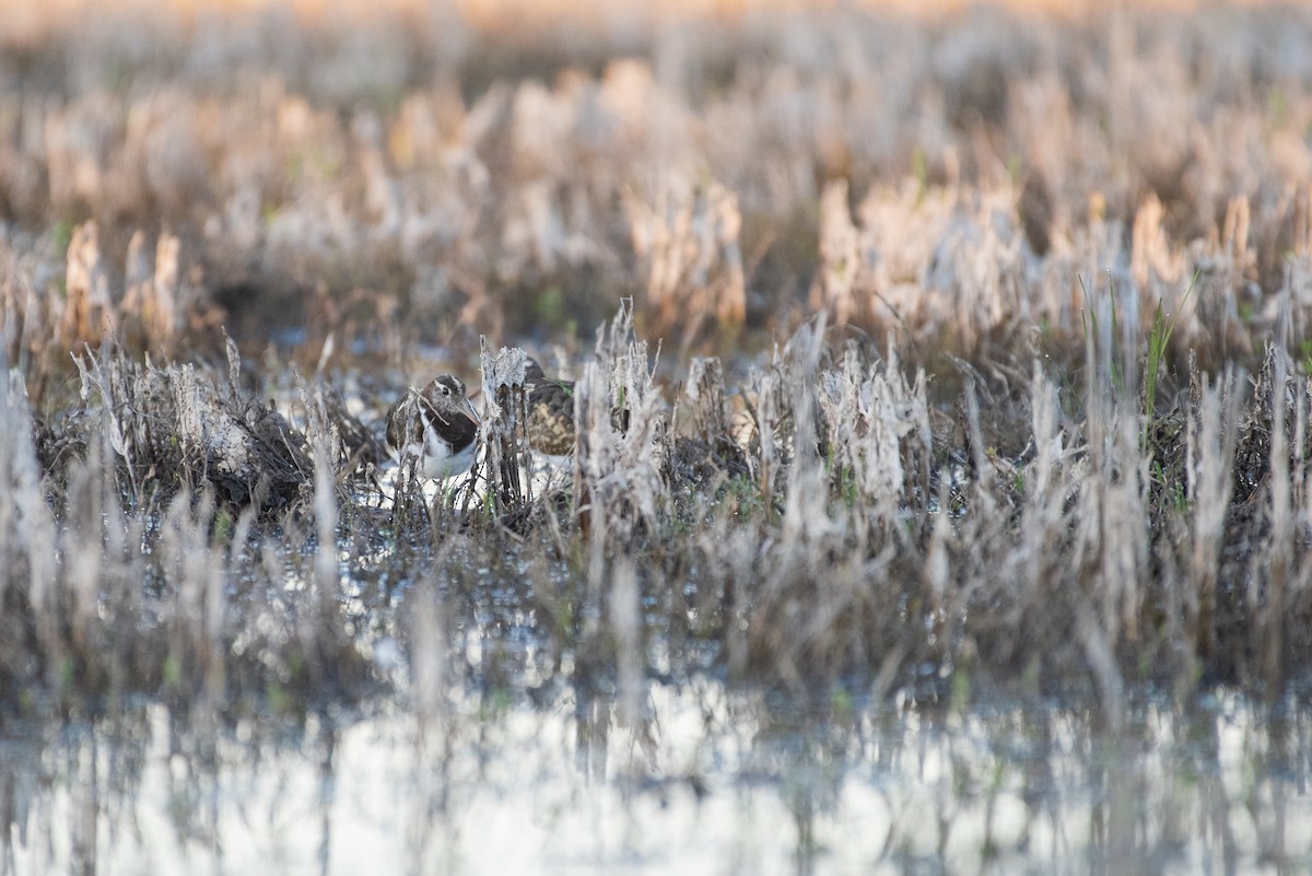 Australian Painted-Snipe - ML635356514