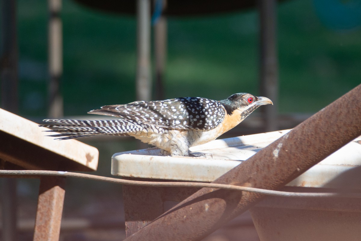 Pacific Koel - ML635356556