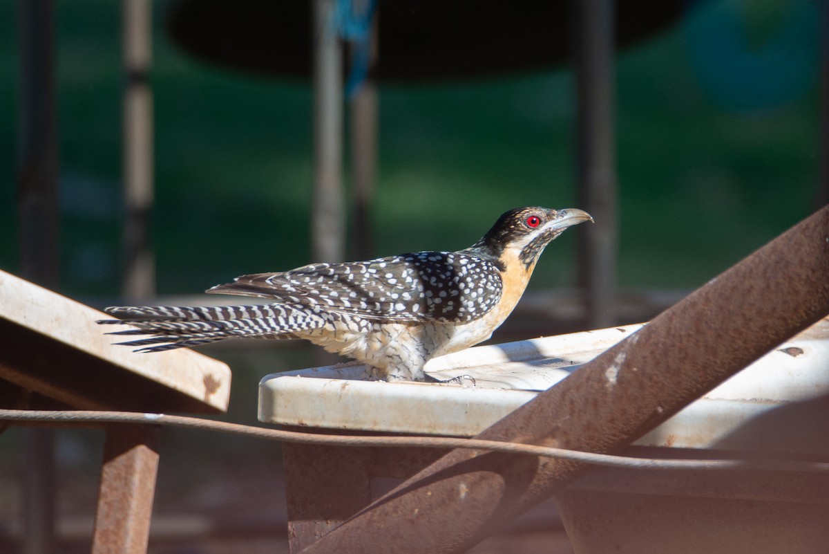 Pacific Koel - ML635356557