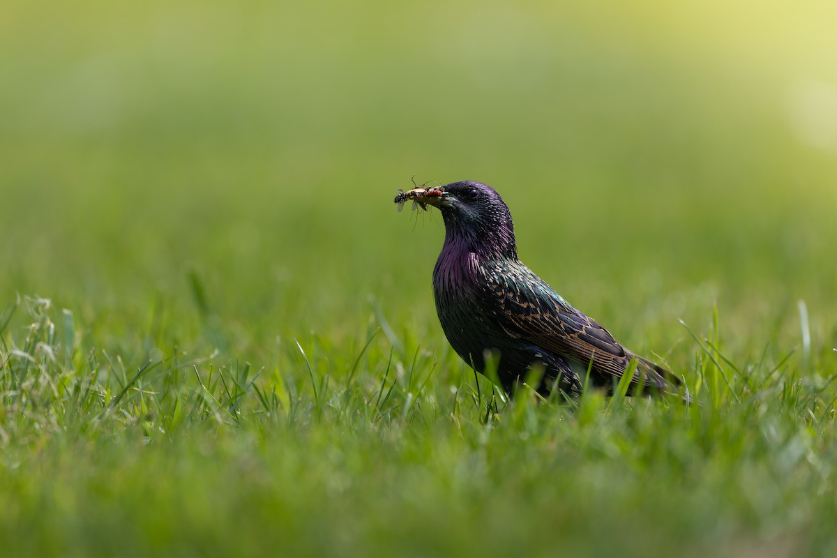 European Starling - ML635356608