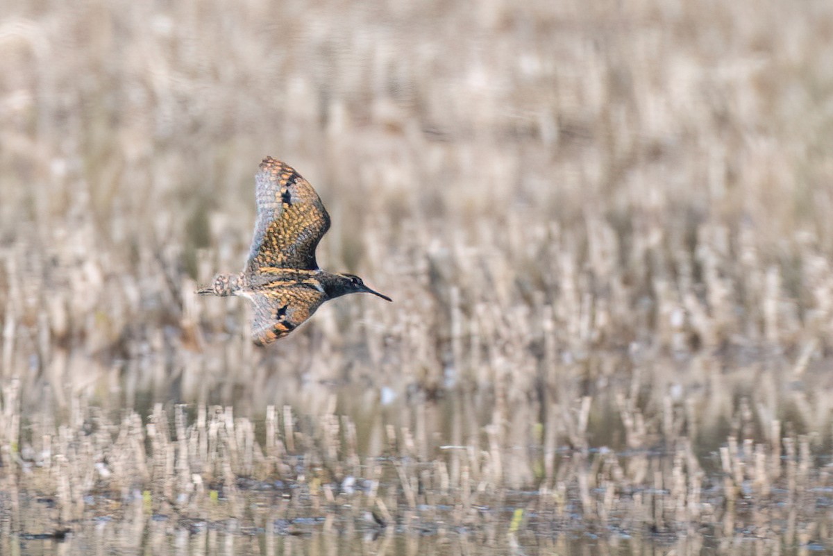 Australian Painted-Snipe - ML635356622