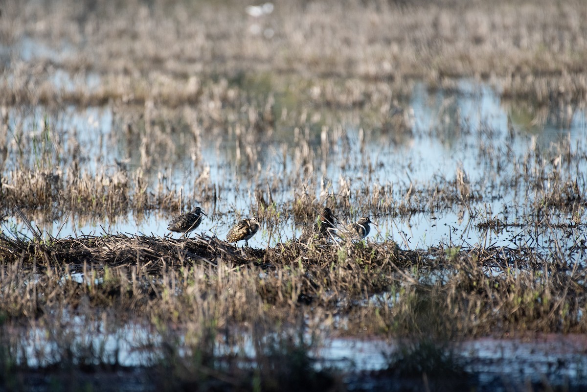 Australian Painted-Snipe - ML635356629