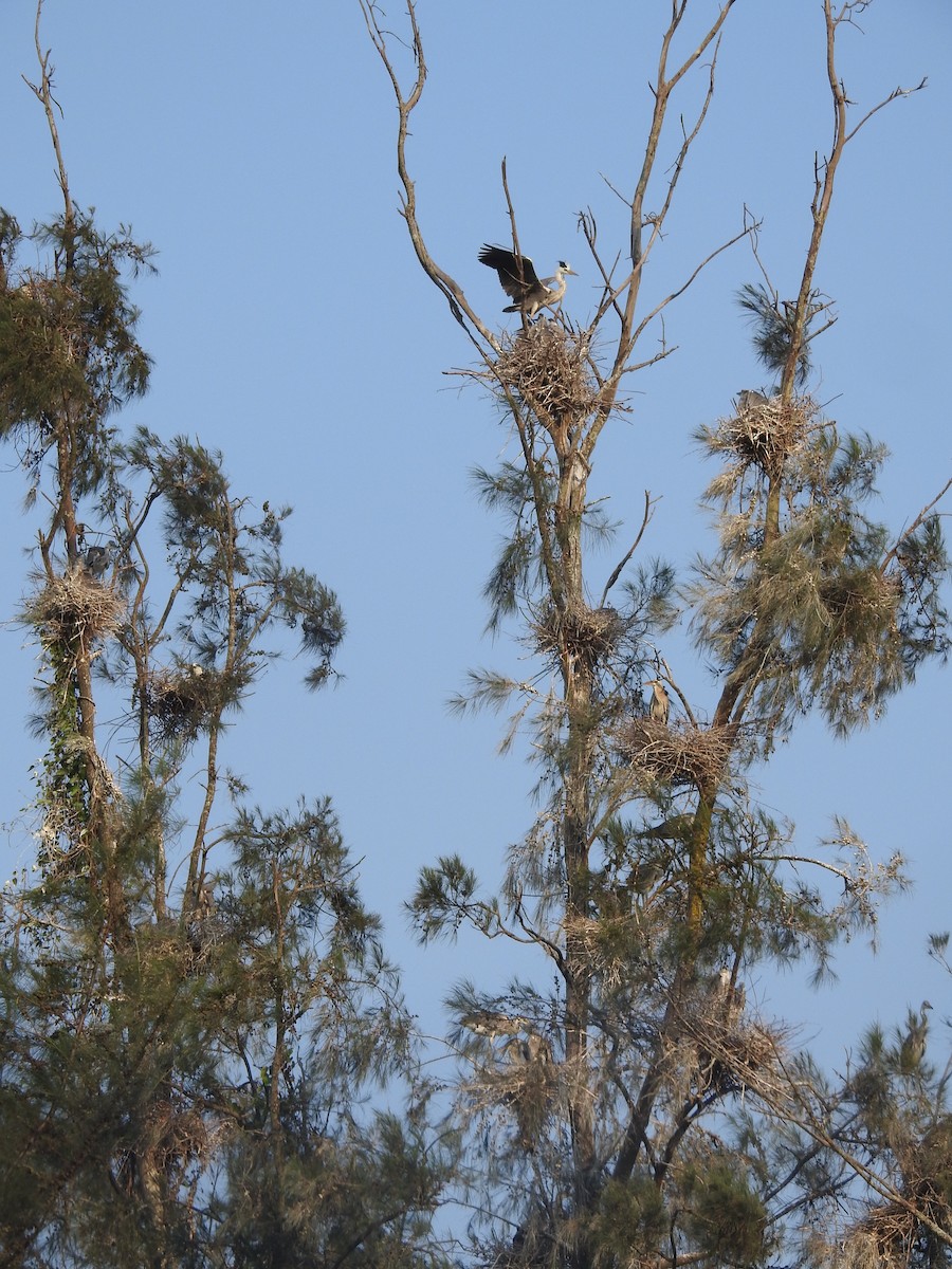 Хөх дэглий - ML635356666