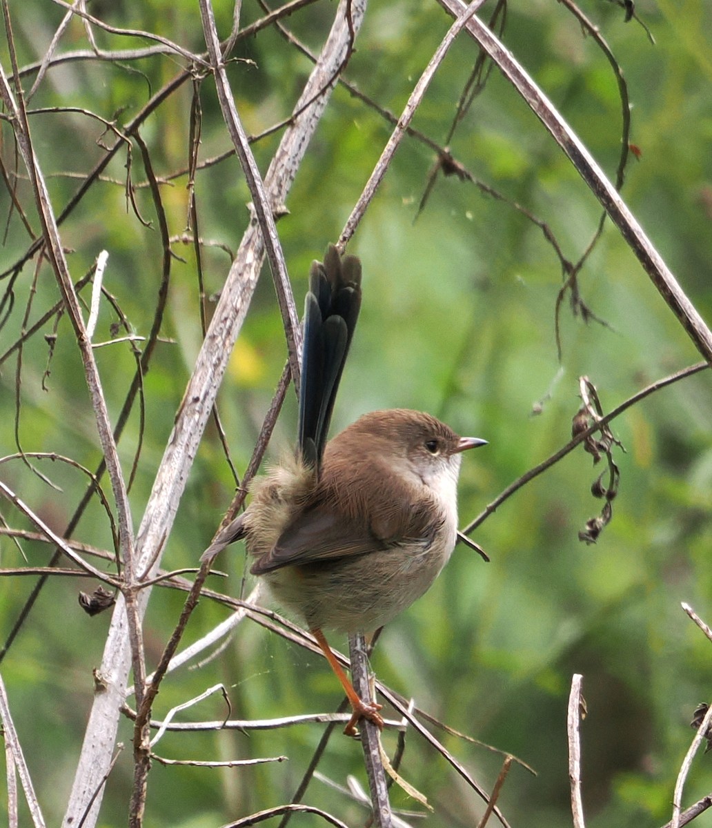 Superb Fairywren - ML635356667