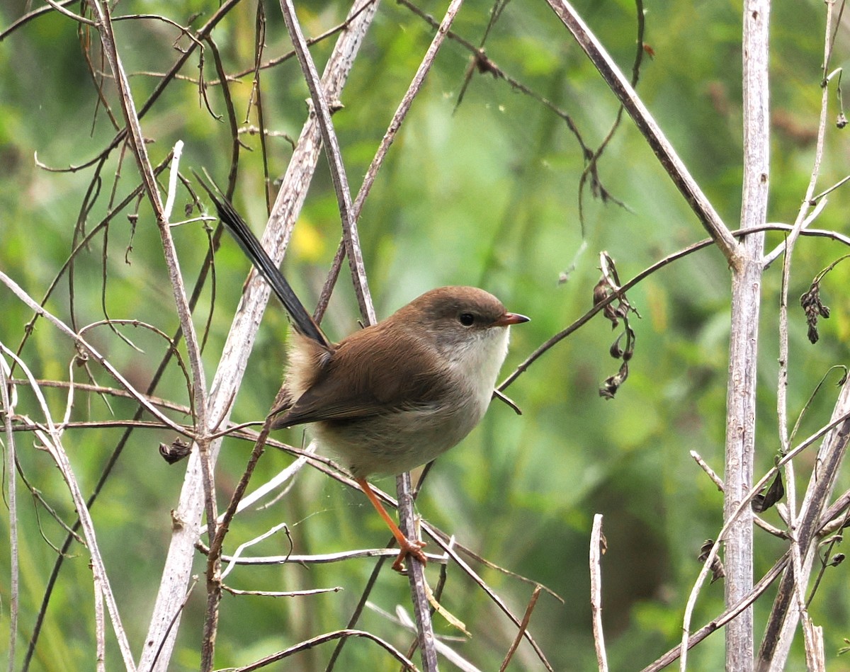 Superb Fairywren - ML635356668