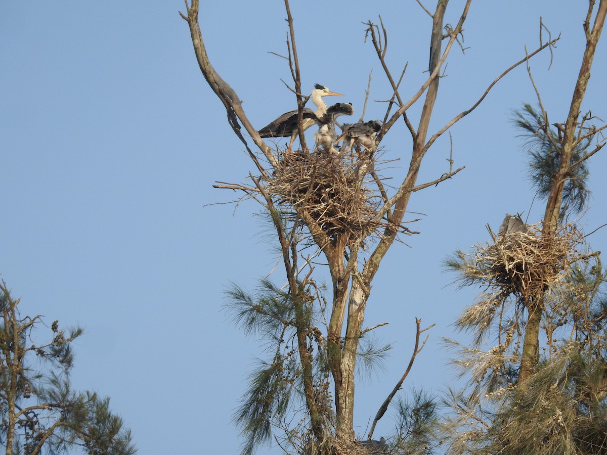 Хөх дэглий - ML635356678