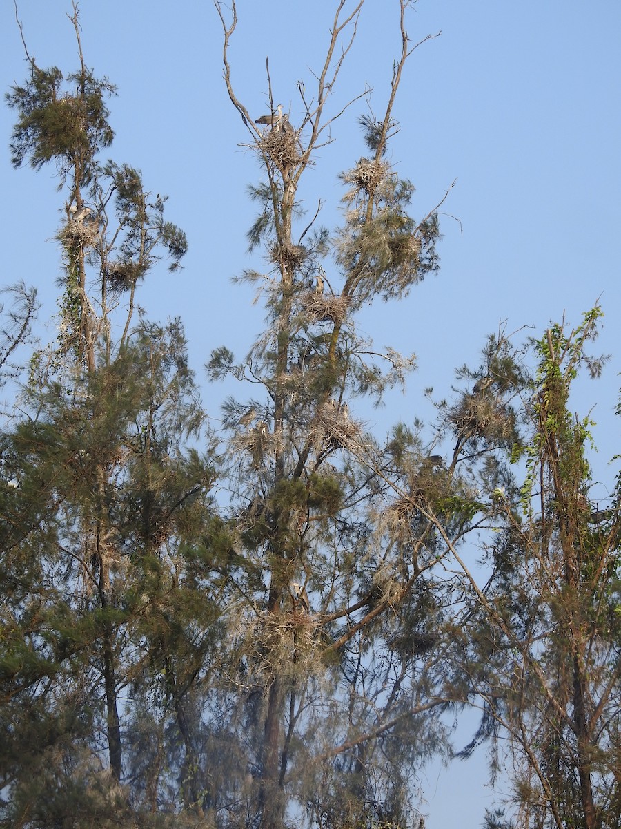 Хөх дэглий - ML635356679