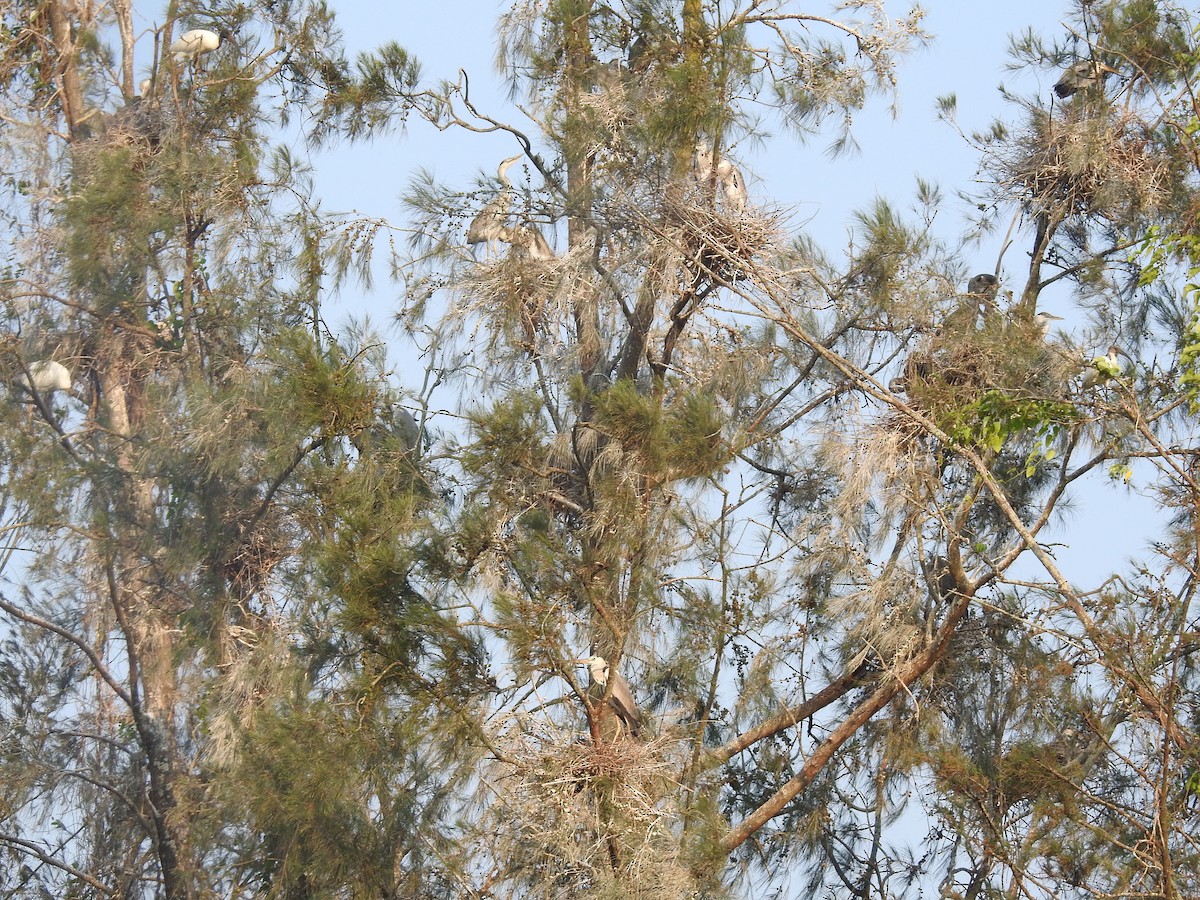 Хөх дэглий - ML635356680