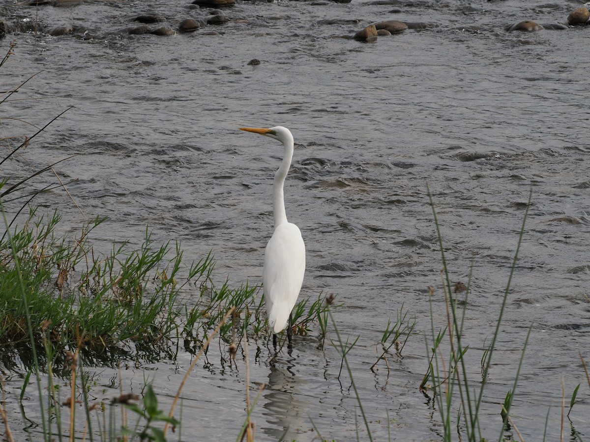 Great Egret - ML635356694