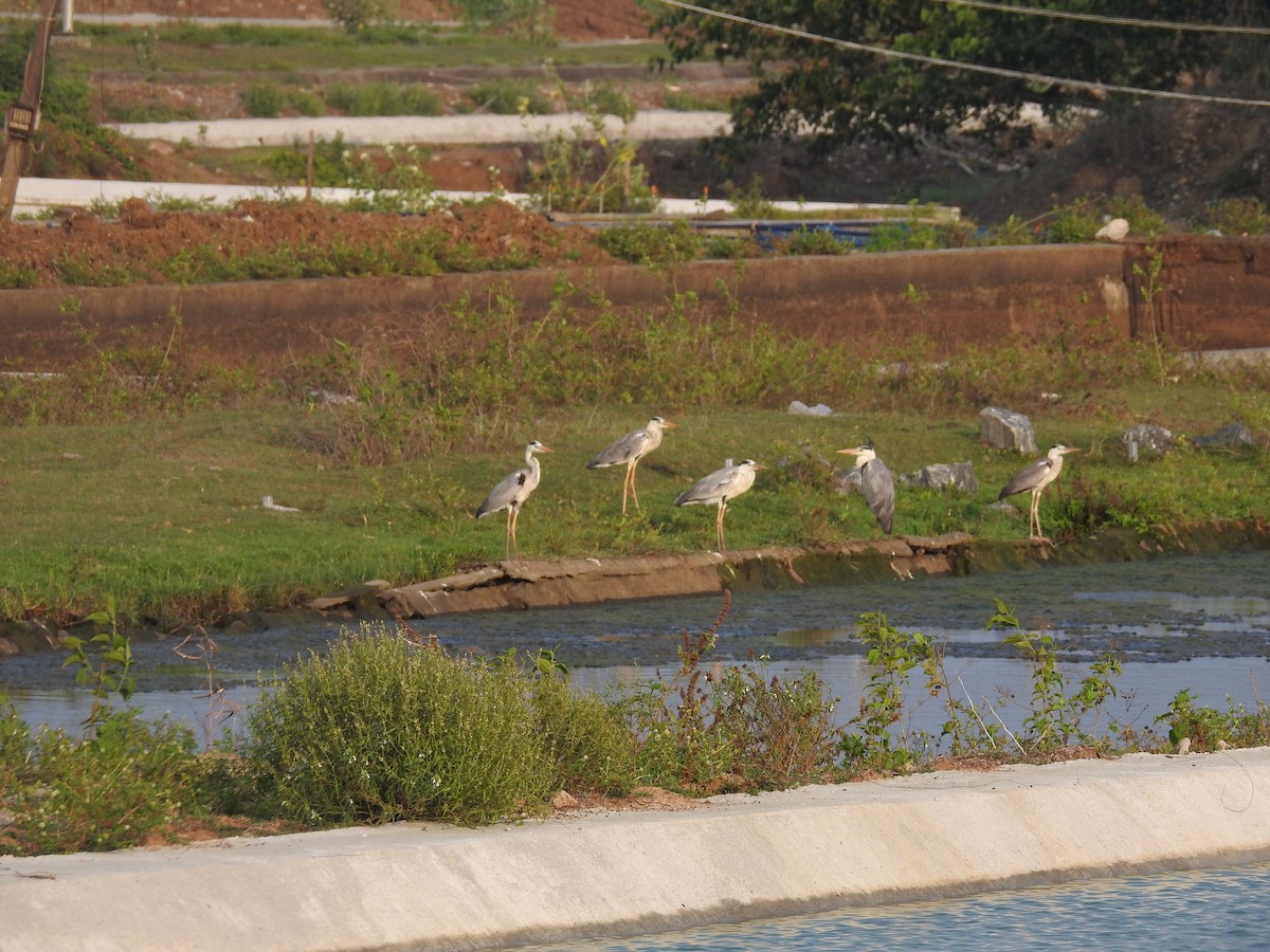 Хөх дэглий - ML635356698