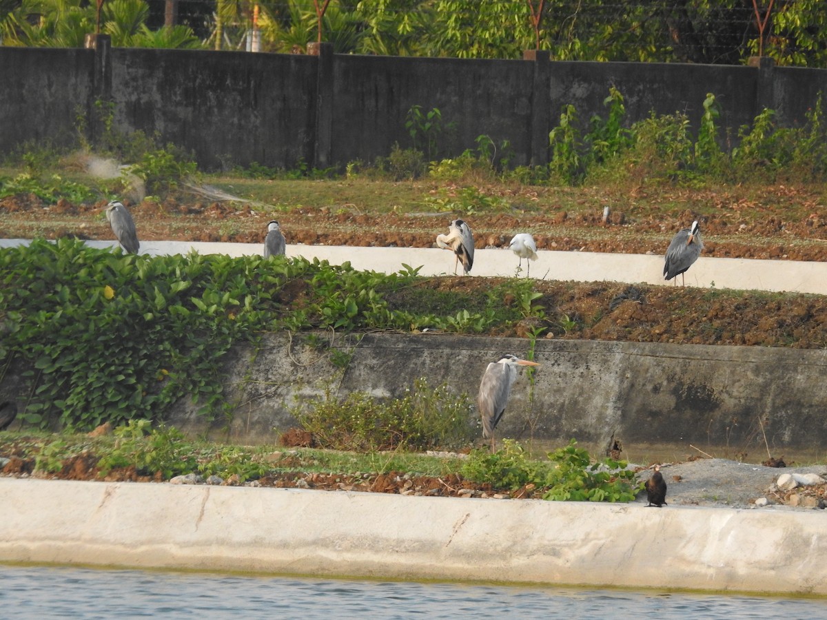 Хөх дэглий - ML635356699