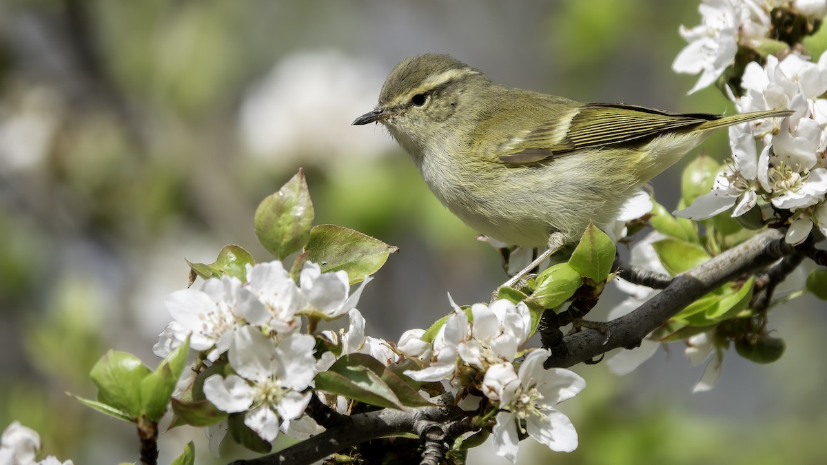 Hume's Warbler - ML635356708