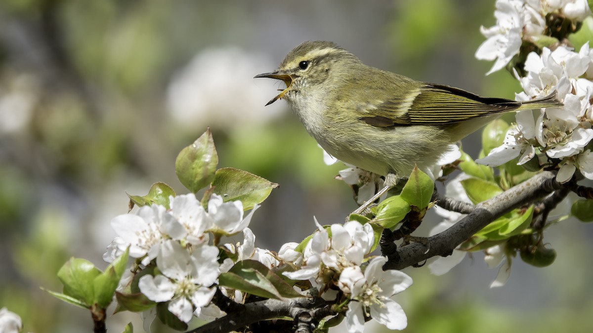 Hume's Warbler - ML635356709