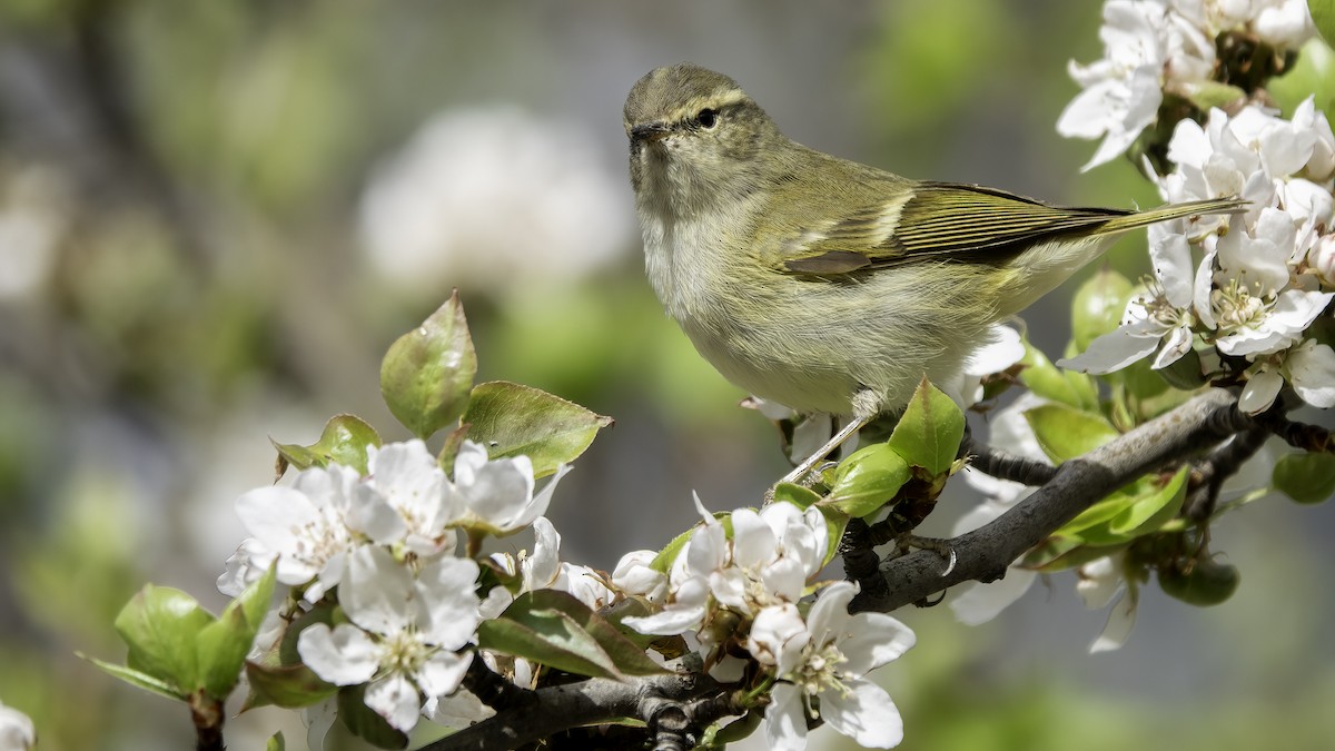 Hume's Warbler - ML635356710