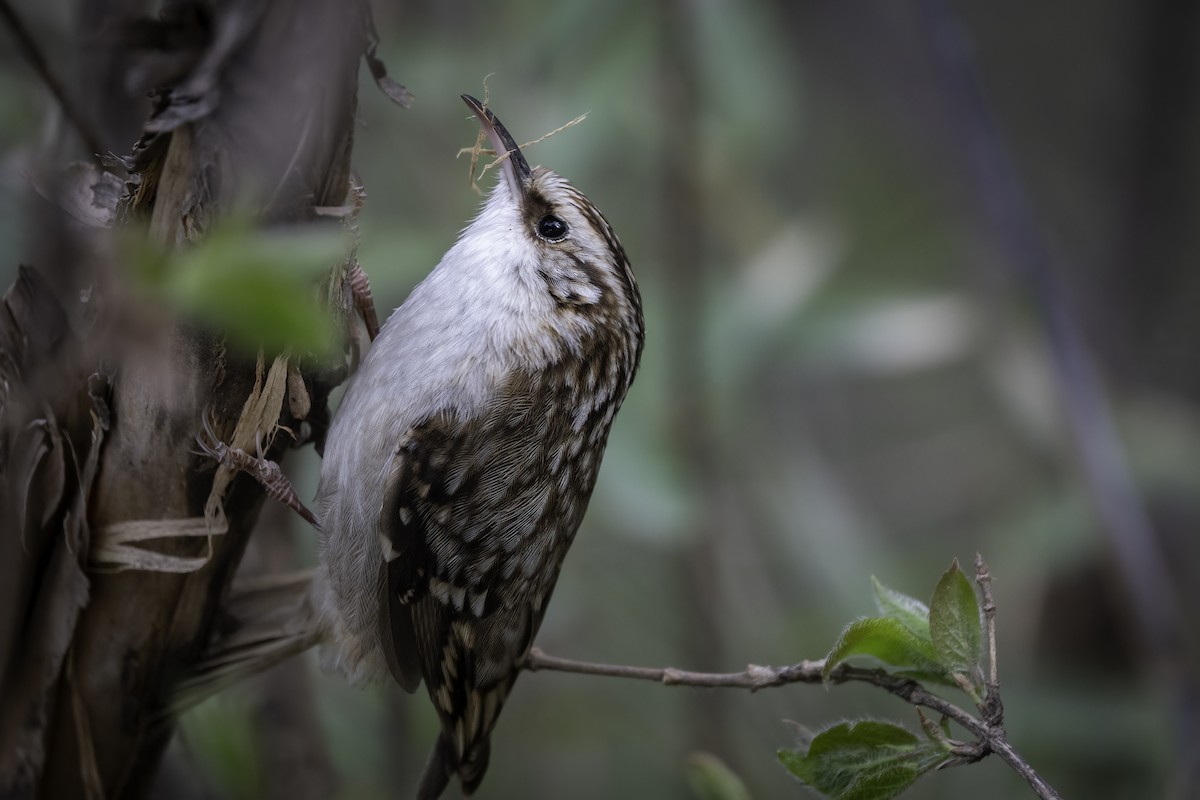 Eurasian Treecreeper - ML635356714