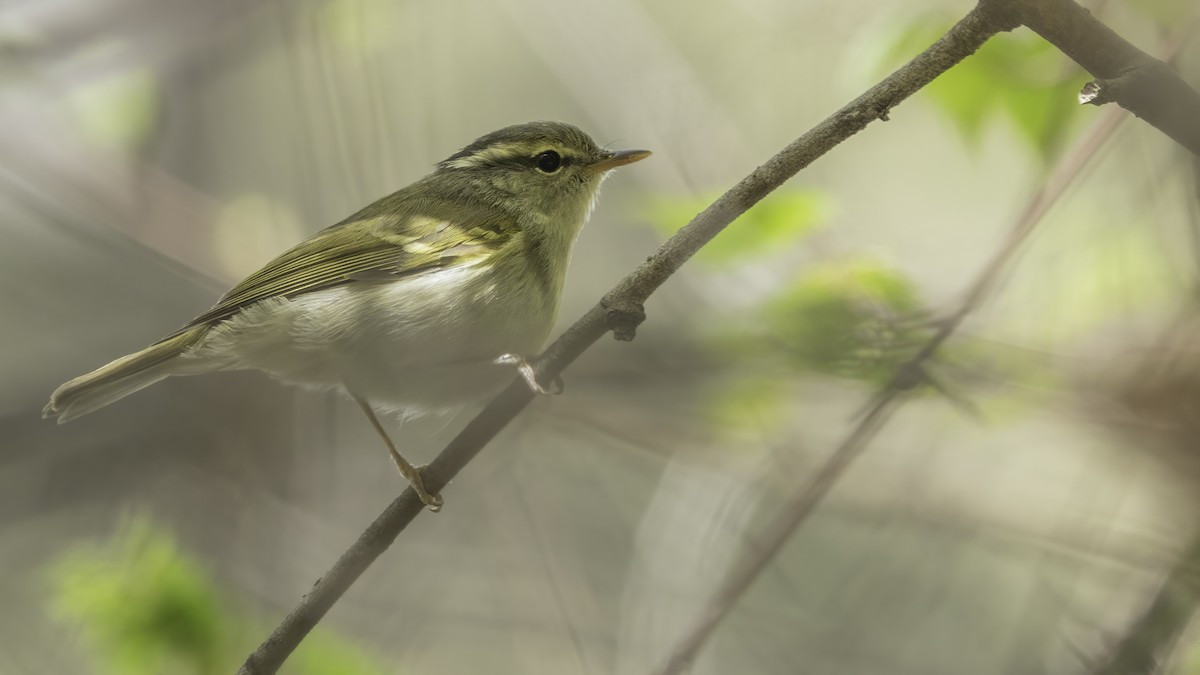 Claudia's Leaf Warbler - ML635356716