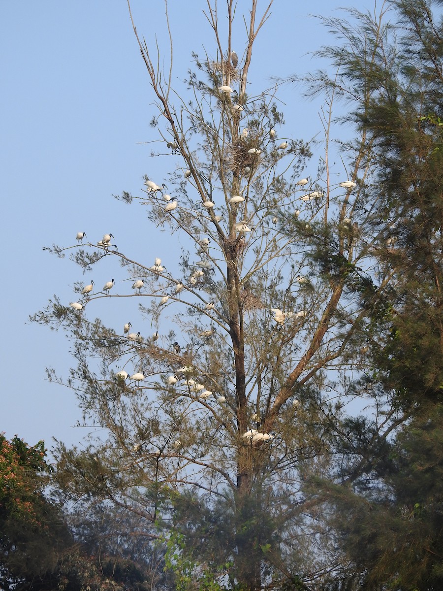 Хүрэн түрүүт билүүс - ML635356721