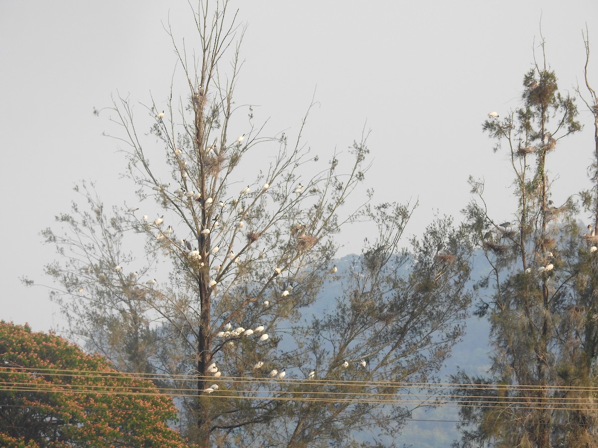 Хүрэн түрүүт билүүс - ML635356722