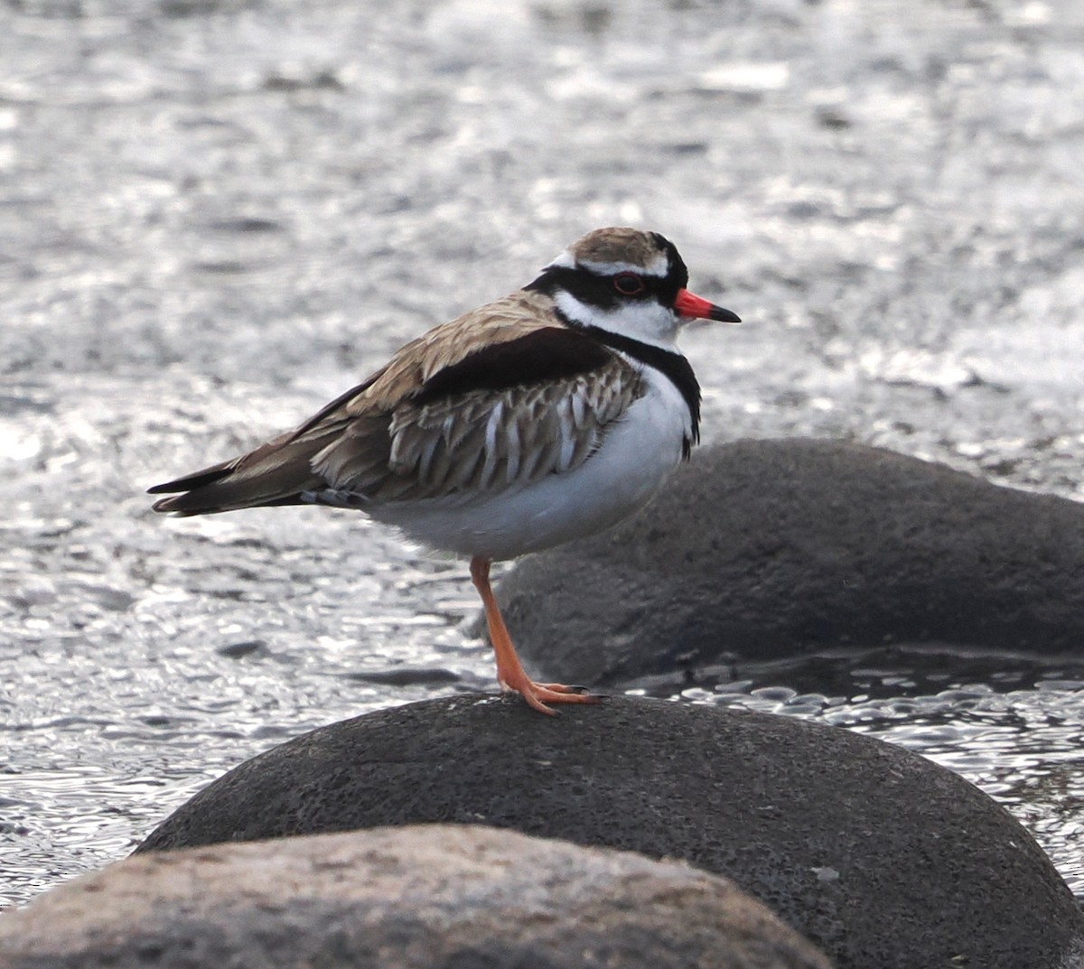 Black-fronted Dotterel - ML635356723