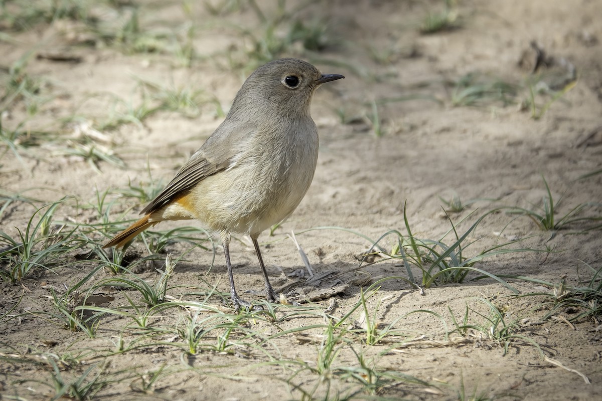 Hodgson's Redstart - ML635356726