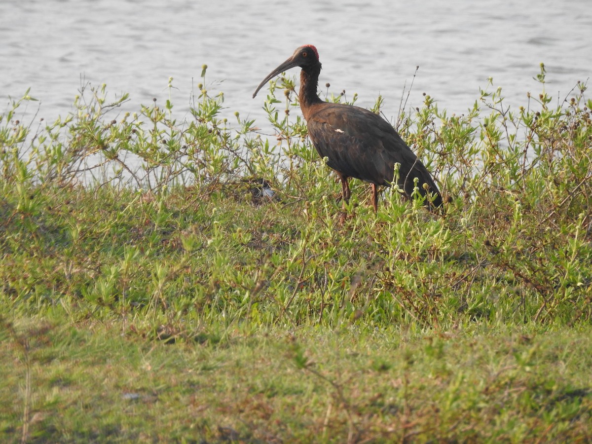 Red-naped Ibis - ML635356742