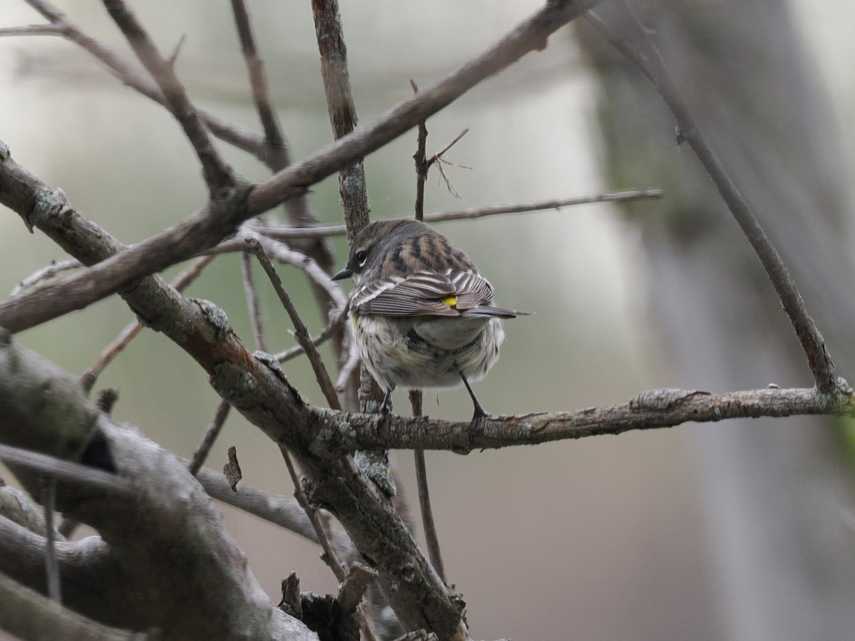 Yellow-rumped Warbler (Myrtle) - ML635356747