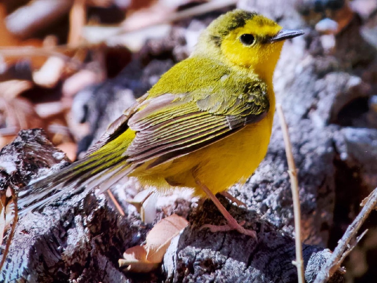 Hooded Warbler - ML635356749