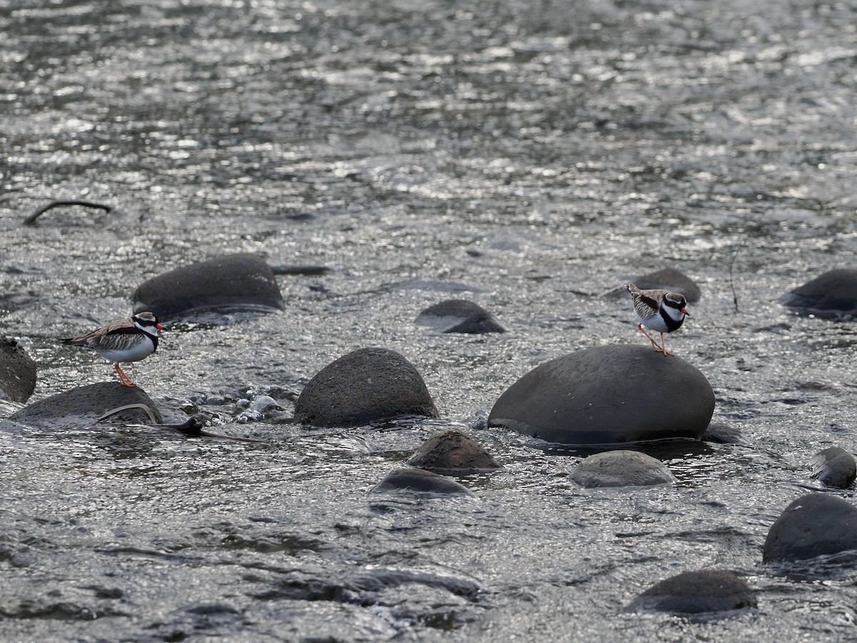 Black-fronted Dotterel - ML635356759